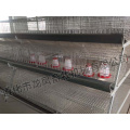 High Qualty Automtic Pullet Cage Certificate ISO9001